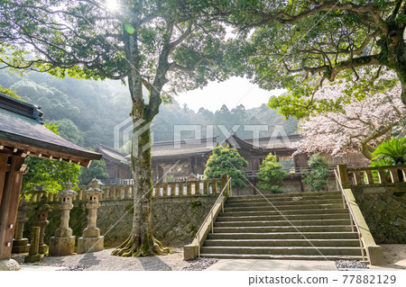 島根縣松江市春天的三保神社 77882129