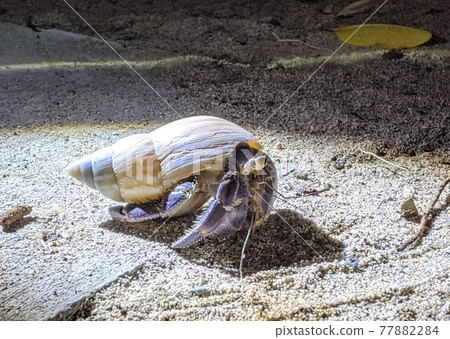 Meet the hill hermit crab on Chichijima Meet the hill hermit crab on Chichijima 77882284