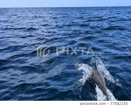 在母島遇見花崎海豚 在母島遇見花崎海豚 77882285