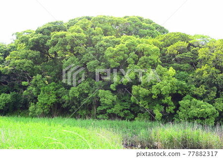 Ichinoyama Tomb [World Heritage] 77882317