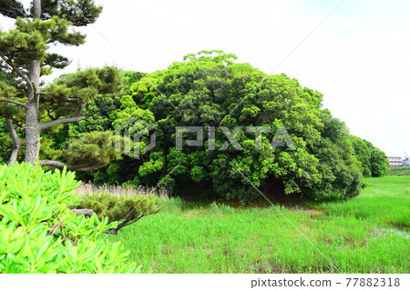 一之山古墓 [世界遺產] 77882318