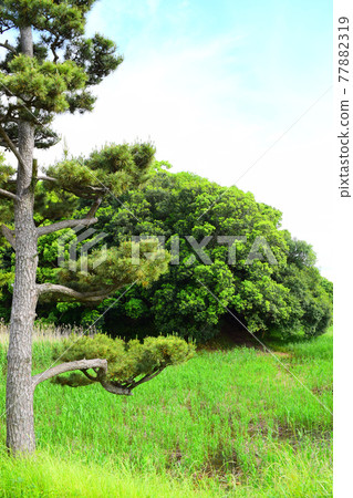 一之山古墓 [世界遺產] 77882319