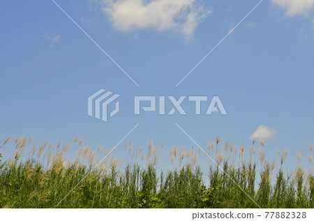 Blue sky and silver grass swaying in the wind 77882328