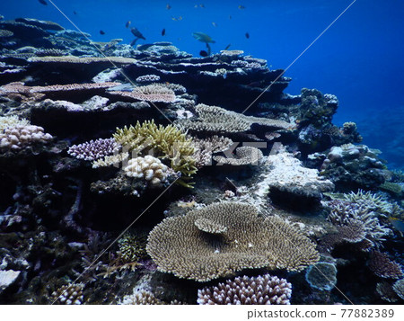 Table coral forest 77882389