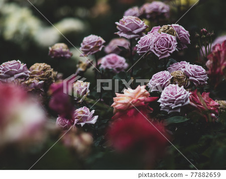 雨後玫瑰盛開 雨後玫瑰盛開 77882659