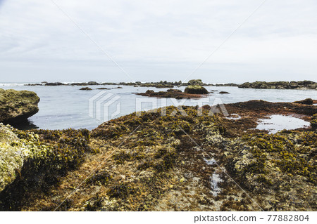茨城縣日立市初崎海岸的岩石地帶 77882804