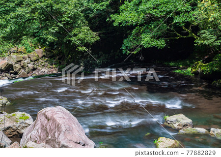 A landscape where the refreshing breeze of early summer shakes the flowers of blue maple hydrangea 77882829
