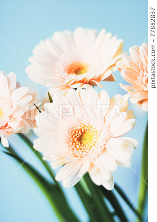 Beauty of a daisy flower, floral art and beauty in nature 77882837