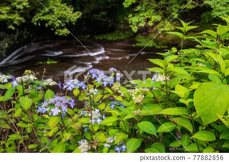 A landscape where the refreshing breeze of early summer shakes the flowers of blue maple hydrangea 77882856