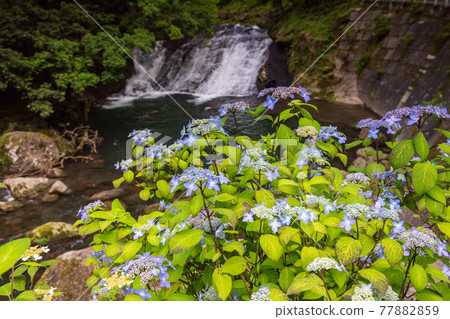 A landscape where the refreshing breeze of early summer shakes the flowers of blue maple hydrangea 77882859