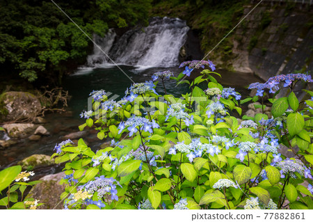 A landscape where the refreshing breeze of early summer shakes the flowers of blue maple hydrangea 77882861