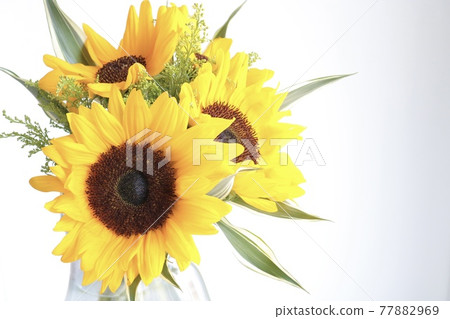 3 sunflower bouquets on a white background 77882969