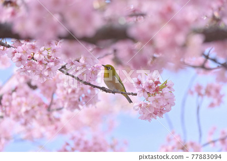 White-eye and cherry 77883094