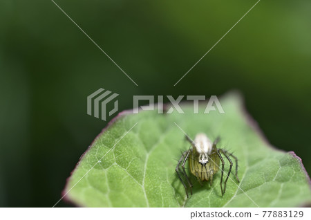 Spider (Sasagumo) 77883129