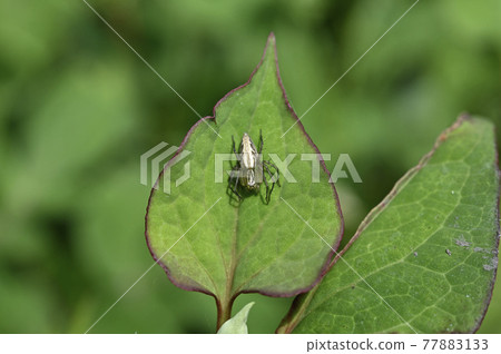 蜘蛛（笹雲） 77883133