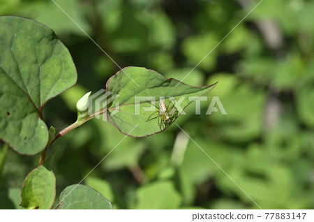 蜘蛛(笹雲) 蜘蛛(笹雲) 77883147