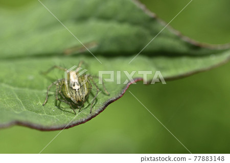 蜘蛛（笹雲） 77883148