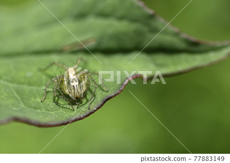 蜘蛛（笹雲） 77883149