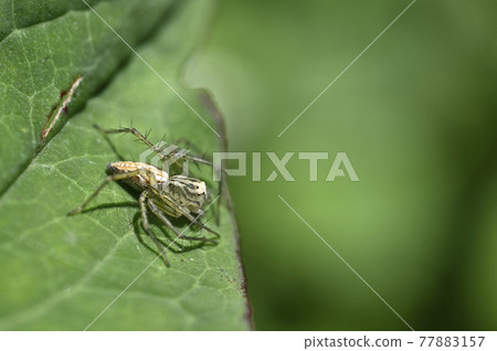 蜘蛛（笹雲） 77883157