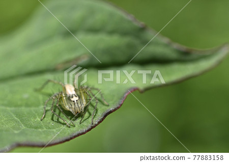 蜘蛛（笹雲） 77883158