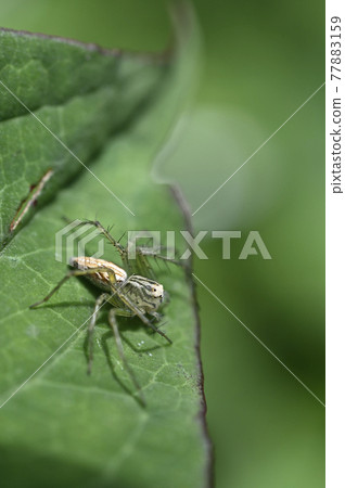 蜘蛛（笹雲） 77883159