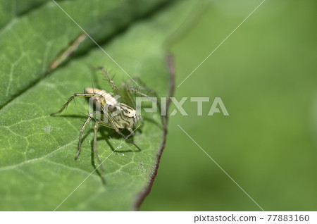 蜘蛛(笹雲) 蜘蛛(笹雲) 77883160