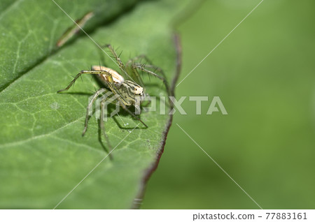 蜘蛛（笹雲） 77883161