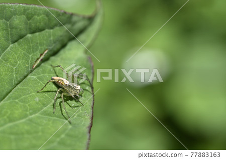 蜘蛛(笹雲) 蜘蛛(笹雲) 77883163