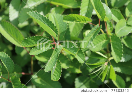 Sanguisorba 葉(薔薇科) Sanguisorba 葉(薔薇科) 77883243