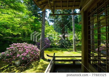 Kyoto Sanzenin Shakunage 77883325