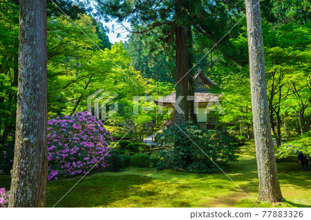Kyoto Sanzenin Shakunage 77883326