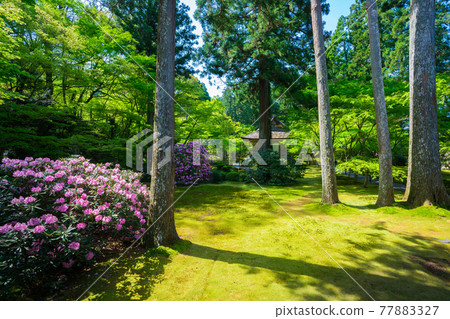 Kyoto Sanzenin Shakunage 77883327