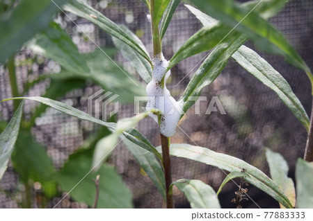 The nest of the awfinch beetle larva 77883333