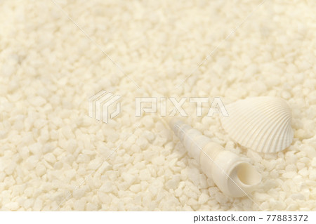 Seashell Seashell 77883372