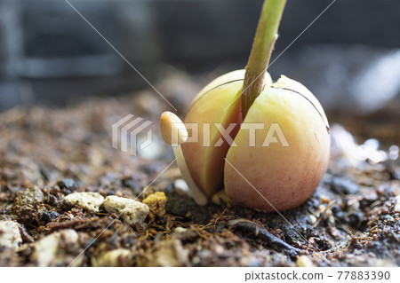 Kikokasadake that appeared in the planter 77883390