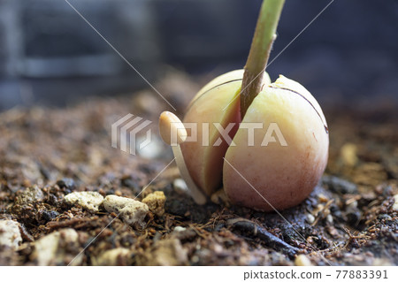 花盆裡出現的木香笠 花盆裡出現的木香笠 77883391