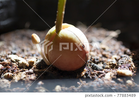 Kikokasadake that appeared in the planter Kikokasadake that appeared in the planter 77883489