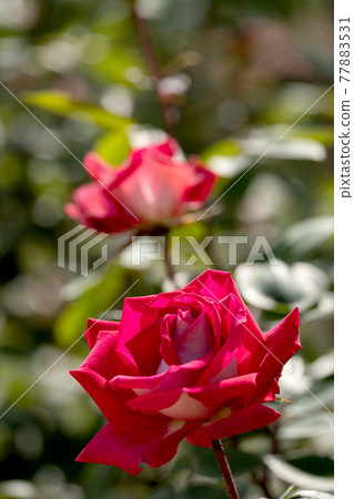 Rose in the light, Colorado 77883531