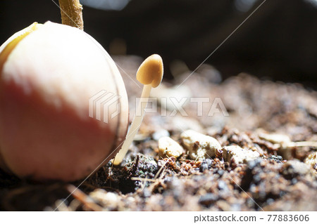 Kikokasadake that appeared in the planter Kikokasadake that appeared in the planter 77883606