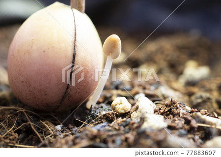 Kikokasadake that appeared in the planter 77883607