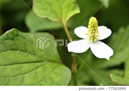 Houttuynia cordata flower 77883690