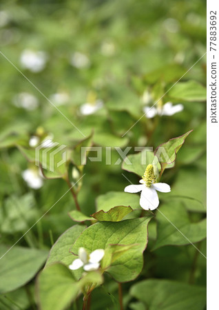 Houttuynia cordata flower Houttuynia cordata flower 77883692