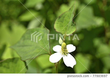 Houttuynia cordata flower 77883697