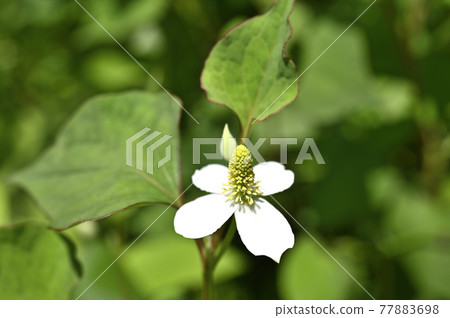Houttuynia cordata flower Houttuynia cordata flower 77883698