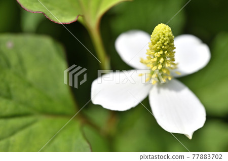 北達見花 77883702