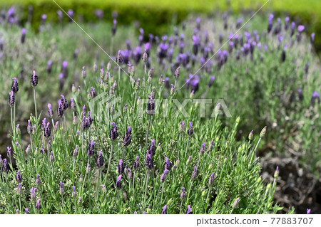 French lavender beginning to bloom French lavender beginning to bloom 77883707