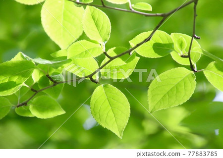 Lyonia ovalifolia (Ericaceae) 77883785