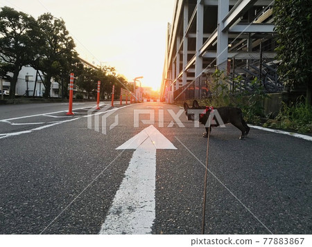 French bulldog staring at the rising sun on an early morning walk 77883867