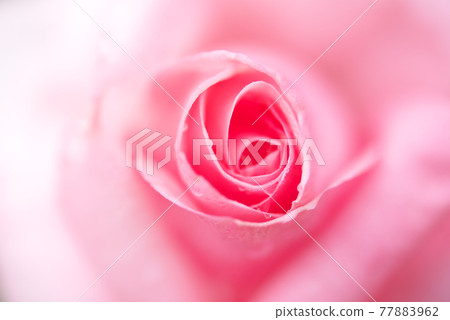 Pink rose up 77883962