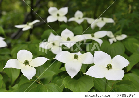 Pokeweed flower 77883984